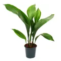 Produktbild: Exotenherz - Schusterpalme -  Aspidistra elatior -  Zimmerpflanze - 15cm Topf
