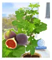 Produktbild: Frucht-Feige Rouge de Bordeaux groß 1 Pflanze Ficus carica Feigenbaum