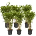 Produktbild: Bambus - 6 Stk - Fargesia nitida 'Gansu' - Höhe 50-70cm - ⌀17cm - Grün