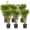 Produktbild: Plant in a Box - Fargesia nitida 'Gansu' - 6er-Set - dunkelvioletter Bambus - Nicht invasiv - Winterhart Immergrün - Topf 17cm - Höhe 50-70cm