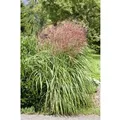 Produktbild: Miscanthus Sinensis Große Fontäne Chinaschilf Ca. 11x11 cm Topf