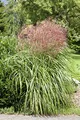 Produktbild: Miscanthus sinensis 'Große Fontäne' 11x11 cm Topf – Winterhart, Mehrjährig, Pflegeleicht – Chinaschilf – Ziergras für Beet & Rabatte