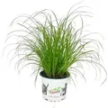 Produktbild: Exotenherz Katzengras Cyperus Alternifolius zur Verdauungsunterstützung von Katzen
