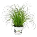 Produktbild: Katzengras - Cyperus alternifolius - zur Verdauungsunterstützung von Katzen