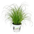 Produktbild: Katzengras - Cyperus alternifolius - zur Verdauungsunterstützung von Katzen
