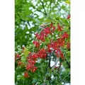 Produktbild: Berberis Vulgaris C 25- 30