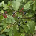 Produktbild: Faulbaum Pulverholz 125-150cm - Rhamnus frangula
