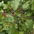 Produktbild: Faulbaum Pulverholz 125-150cm - Rhamnus frangula