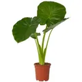 Produktbild: Plant in a Box Pfeilblatt - Alocasia Odora Set Höhe 55-75cm