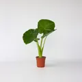 Produktbild: Plant in a Box - Alokasie - Alocasia 'Odora' - Höhe 55-75cm - Topf 17cm