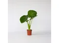 Produktbild: Plant in a Box - Alokasie - Alocasia 'Odora' - Höhe 55-75cm - Topf 17cm