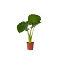 Produktbild: Plant in a Box - Alocasia Odora - Pfeilblatt - Wunderschöne grüne Zimmerpflanze - Topf 17cm - Höhe 55-75cm