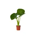 Produktbild: Plant in a Box  Alokasie Alocasia 'Odora' 55cm Grüne Zimmerpflanze
