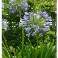 Produktbild: Liebesblume Schmucklilie - Agapanthus africanus