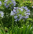 Produktbild: Liebesblume Schmucklilie - Agapanthus africanus