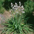Produktbild: Asphodelus albus ca. 9x9 cm Topf - Weißer Affodill, weiße Blüten, Blütezeit Frühling, ideal für Rabatten, pflegeleicht und trockenheitsresistent
