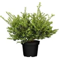 Produktbild: Ilex Crenata 'convexa' 5l 30- 40