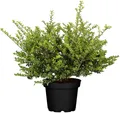 Produktbild: Ilex crenata 'Convexa', Japanische Stechpalme, immergrün, 30–40 cm