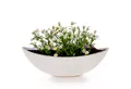 Produktbild: matches21 HOME & HOBBY Blumentopf Große Vintage Outdoor Pflanzschale oval 34 cm creme-weiss (1 St), Längliche Deko-Schale als wetterfeste Garten-Deko Blumen-Schale