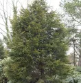 Produktbild: Gelbe Leyland Zypresse Castlewellan Gold 125-150cm - Cupressocyparis leylandii
