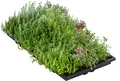 Produktbild: Dehner Pflanzenmatte für Dachbegrünung, 4er Set, Gründach mit Fetthenne, verschiedene Sorten, je 50 x 30 cm, 4-8 kg, für Flachdächer / Schrägdächer bis max. 30 Grad-Winkel