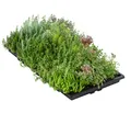 Produktbild: Dehner Staude Dachbegrünung mit Fetthenne, 4 Matten, je 50 x 30 cm, insektenfreundlich, für Flachdächer / Schrägdächer