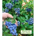 Produktbild: BALDUR Garten 1x Trauben Heidelbeere 'Reka® Blue', Pflanze im 2 Liter-Topf, Blaubeeren Heidelbeeren Pflanze, Vaccinium corymbosum, reichtragend, w...