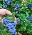Produktbild: BALDUR Garten Trauben Heidelbeere 'Reka® Blue', 1 Pflanze, Blaubeeren Heidelbeeren Pflanze, Vaccinium corymbosum, reichtragend, wächst auf allen Gartenböden, winterhart