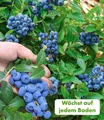 Produktbild: BALDUR Garten Obstpflanze Trauben-Heidelbeere 'Reka® Blue', 1 St., Kultur-heidelbeere, winterhart, mehrjährig, pflegeleicht