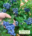 Produktbild: Trauben-Heidelbeere 'Reka® Blue', 1 Pflanze, Vaccinium corymbosum