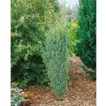 Produktbild: Juniperus Communis Excelsa Wacholder 40–60 cm