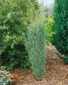 Produktbild: Pflanzen für Dich Konifere Juniperus communis Excelsa, 1 St., Säulenwacholder, Gemeiner Wacholder, säulenförmig, immergrün