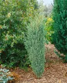 Produktbild: Juniperus communis 'Excelsa', Wacholder, 40–60 cm