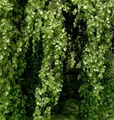 Produktbild: Hänge Buche 100-125cm - Fagus sylvatica Pendula