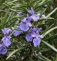 Produktbild: Rosmarin Repens - Rosmarinus officinalis