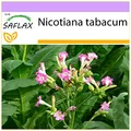 Produktbild: SAFLAX - Echter Virginischer Tabak - 250 Samen - Nicotiana tabacum