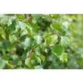 Produktbild: Betula Pendula Fastigiata Hängebirke Säulenförmig 40–60 cm