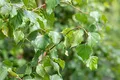 Produktbild: Betula pendula 'Fastigiata' 40–60 cm – Winterhart, Mehrjährig, Pflegeleicht – Säulen-Birke – Zierbaum für Garten & Vorgarten