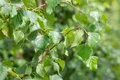 Produktbild: Pflanzen für Dich Gehölze Betula pendula Fastigiata, 1 St., Hänge-Birke, Sandbirke, Weißbirke