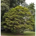 Produktbild: Fächer Ahorn 80-100cm - Acer palmatum