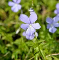Produktbild: Hornveilchen Boughton Blue - Viola cornuta