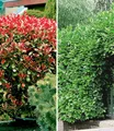 Produktbild: BALDUR Garten 2er Immergrüne Hecken-Kollektion, Pflanzen im 9x9 cm-Topf, glänzendes, immergrünes Blattlaub, winterhart & mehrjährig, idealer Sichtschutz vor ungebetenen Blicken