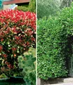 Produktbild: BALDUR Garten Hecken Immergrüne Hecken-Kollektion, 2 St., Kirschlorbeer-hecke, immergrün, winterhart, mehrjährig