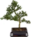 Produktbild: Dehner Japanische Stechpalme im Keramiktopf, immergrün, ca. 30-40 cm, Topf ca. 20 cm, Outdoor-Bonsai