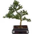 Produktbild: Dehner Japanische Stechpalme im Keramiktopf, immergrün, ca. 30-40 cm, Topf ca. 20 cm, Outdoor-Bonsai - dunkelgrün
