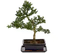 Produktbild: Dehner Zimmerpflanze Bonsai Japanische Stechpalme, Ilex crenata, ca. 30-40 cm, Topf 20 cm, immergrüner Outdoor-Bonsai, in stilechter Keramikschale