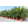 Produktbild: Palme XXL 160 cm Phoenix canariensis, kanarische Dattelpalme, winterhart