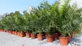 Produktbild: gruenwaren jakubik Palme XXL 140-160 cm Phoenix canariensis, kanarische Dattelpalme, winterhart