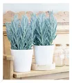 Produktbild: Senecio Aquarine® 