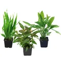 Produktbild: AquaOne Aquarium Pflanzen I 3X Mutterpflanzen XL I Mutterpflanze Aquarienpflanze I Echinodorus grisebachii Microsorum pteropus Hygrophila corymbosa I Set mit 3 Wasserpflanzen